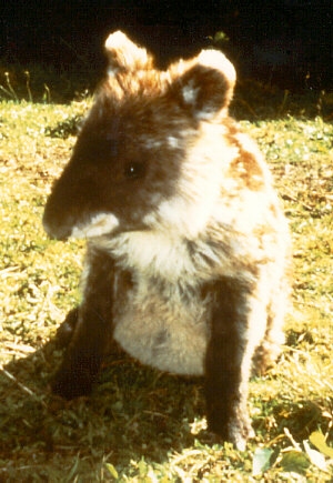 4-month-old female mountain tapir